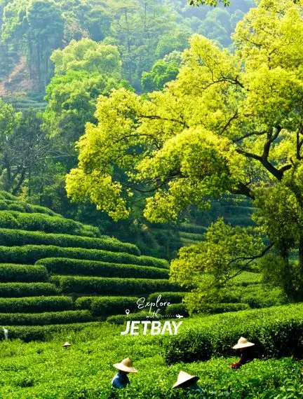 Lush green tea terraces cascade down hillsides in Hangzhou with workers harvesting premium Chinese tea leaves