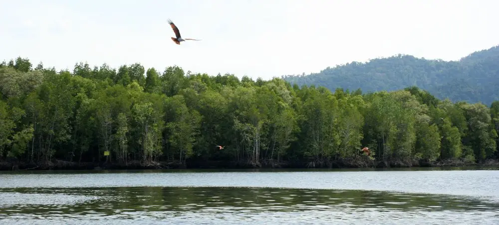 Tranquil lake surrounded by lush tropical forest and mountains in Langkawi, Malaysia with birds soaring overhead