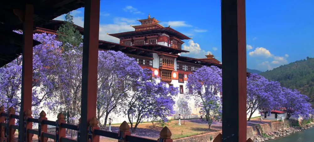 Traditional Bhutanese dzong fortress surrounded by blooming jacaranda trees in Punakha valley