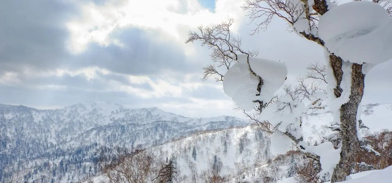Snow-laden tree and sweeping winter mountain landscape in Sapporo, Hokkaido, ideal for luxury private jet travel to Japan's north
